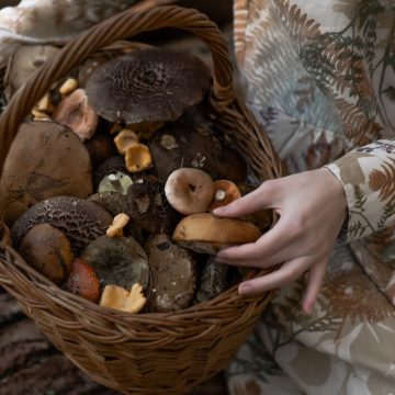 Zastosowanie grzybów terapeutycznych w codziennej diecie – korzyści i porady