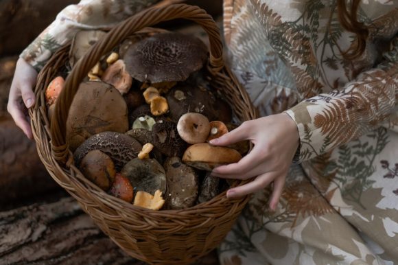 Zastosowanie grzybów terapeutycznych w codziennej diecie – korzyści i porady
